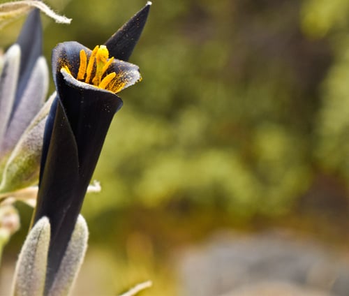 Puya coerulea (Chilean puya) — photo