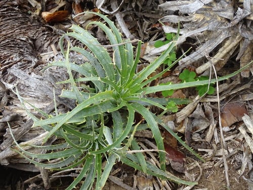 Puya coerulea (Chilean puya) — photo