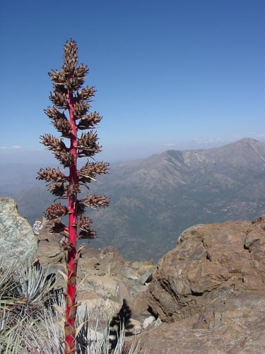 Puya coerulea