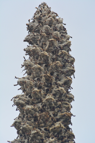Puya hamata (Aguarongo) — photo