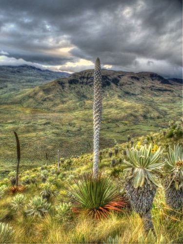 Puya hamata (Aguarongo) — photo