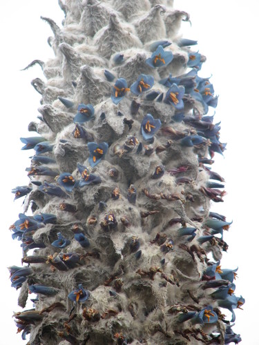 Puya hamata