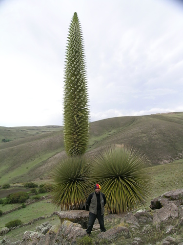 Puya raimondii (Queen of the Andes) — photo