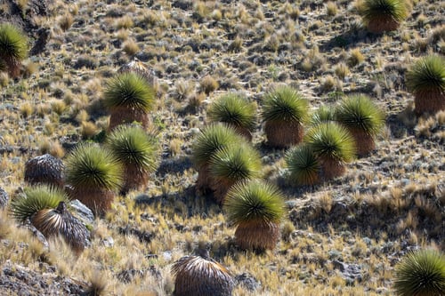 Puya raimondii (Queen of the Andes) — photo