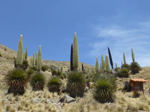 Puya raimondii
