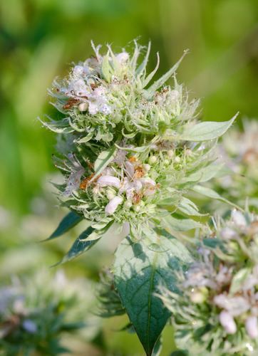 Pycnanthemum incanum (Hoary mountain-mint) — photo