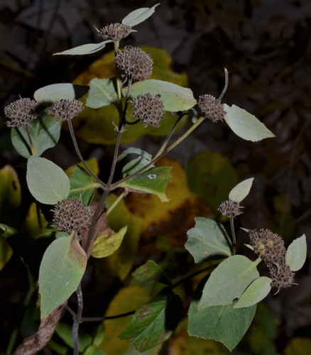Pycnanthemum muticum (Short-toothed mountain mint) — photo