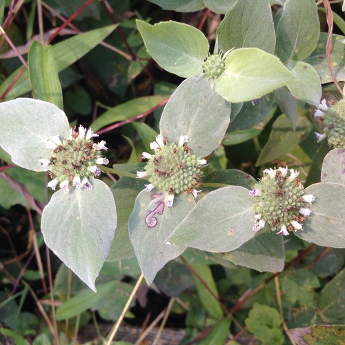 Pycnanthemum muticum (Short-toothed mountain mint) — photo