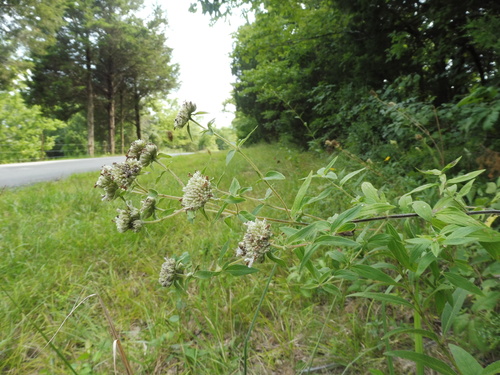 Pycnanthemum verticillatum var. pilosum (Mountain mint) — photo