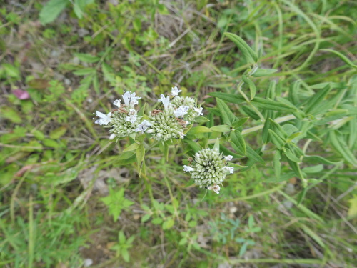 Pycnanthemum verticillatum var. pilosum (Mountain mint) — photo