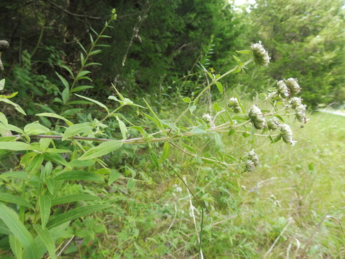 Pycnanthemum verticillatum var. pilosum