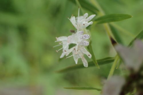 Pycnanthemum virginianum (Virginia mountain mint) — photo