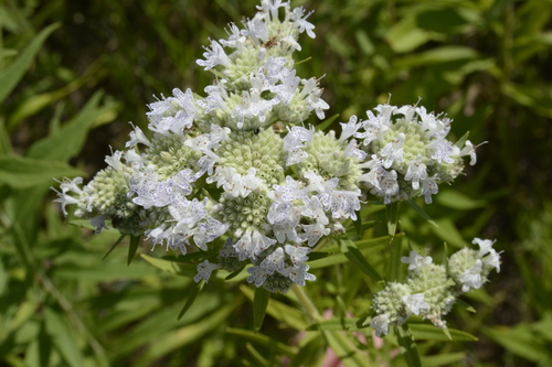 Pycnanthemum virginianum