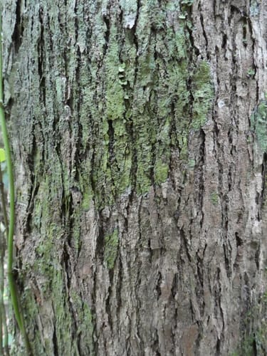 Pycnanthus angolensis (African nutmeg) — photo