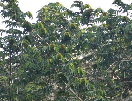 Pycnanthus angolensis