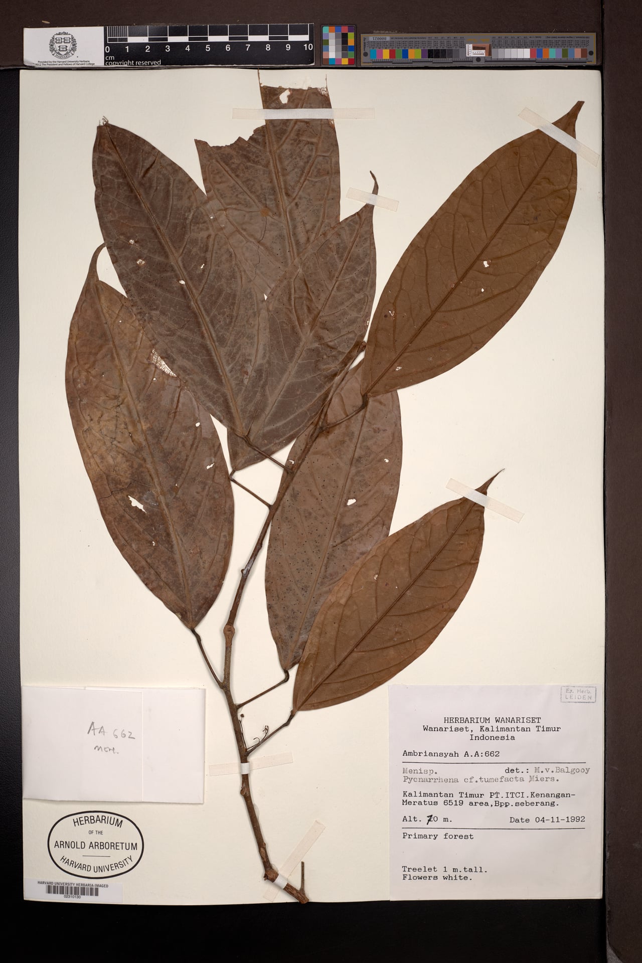 Pycnarrhena tumefacta — photo