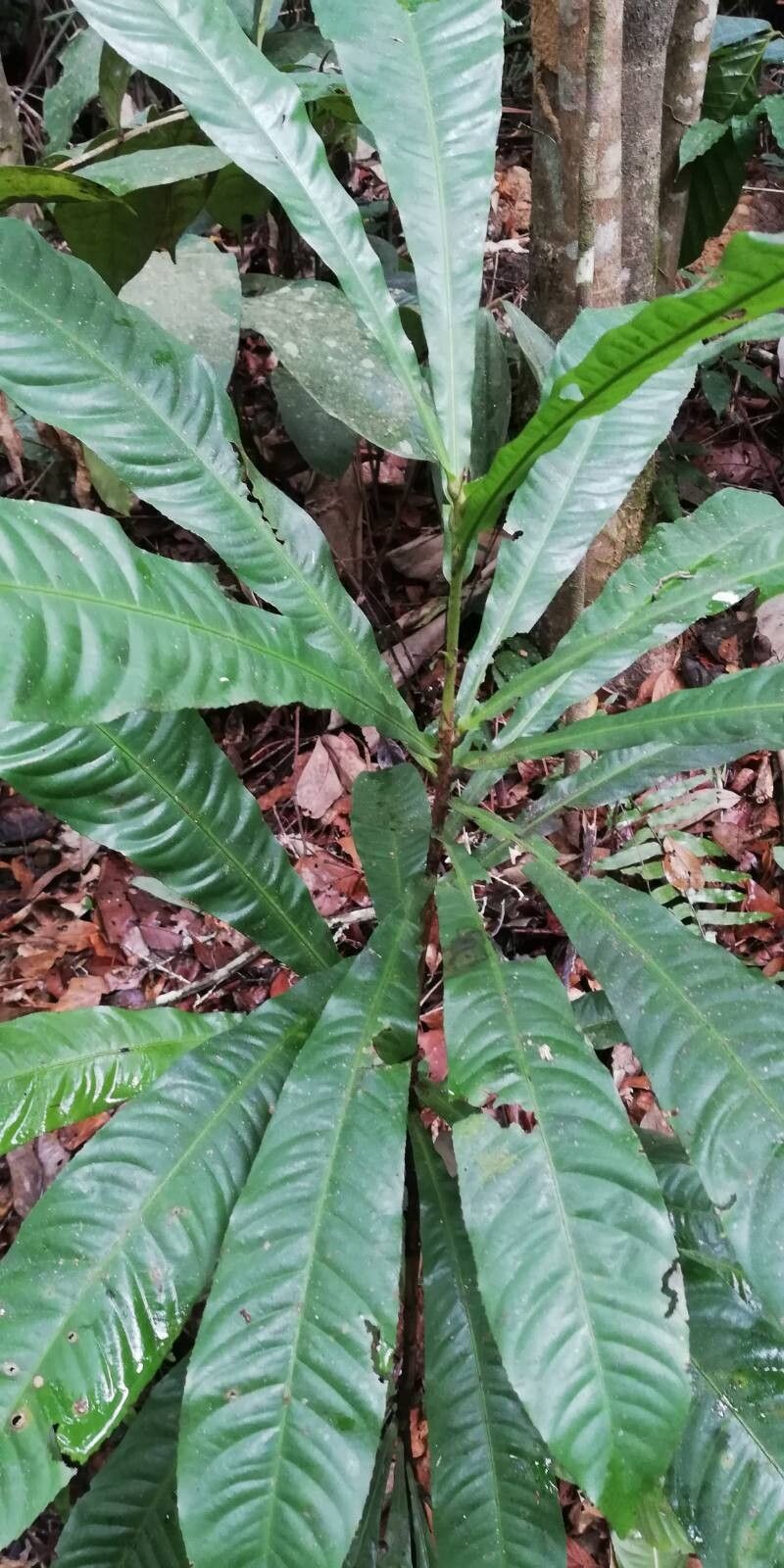 Pycnocoma macrophylla — photo