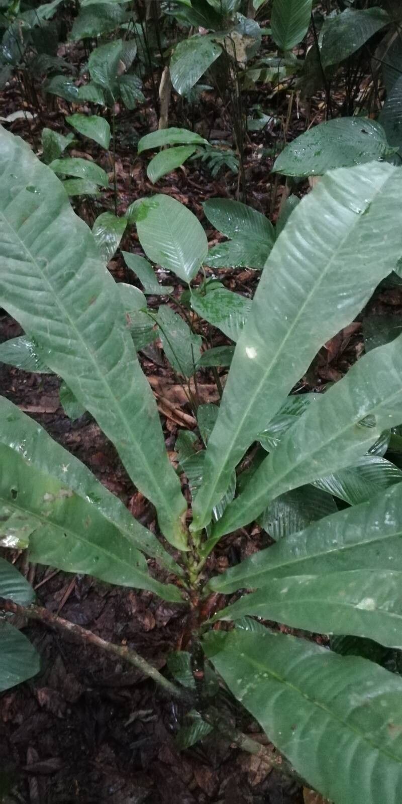 Pycnocoma macrophylla — photo