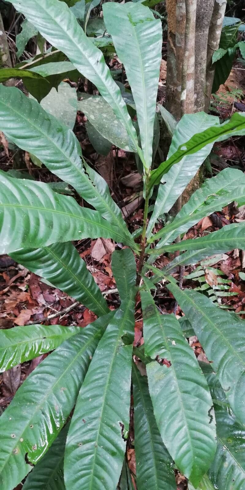 Pycnocoma macrophylla