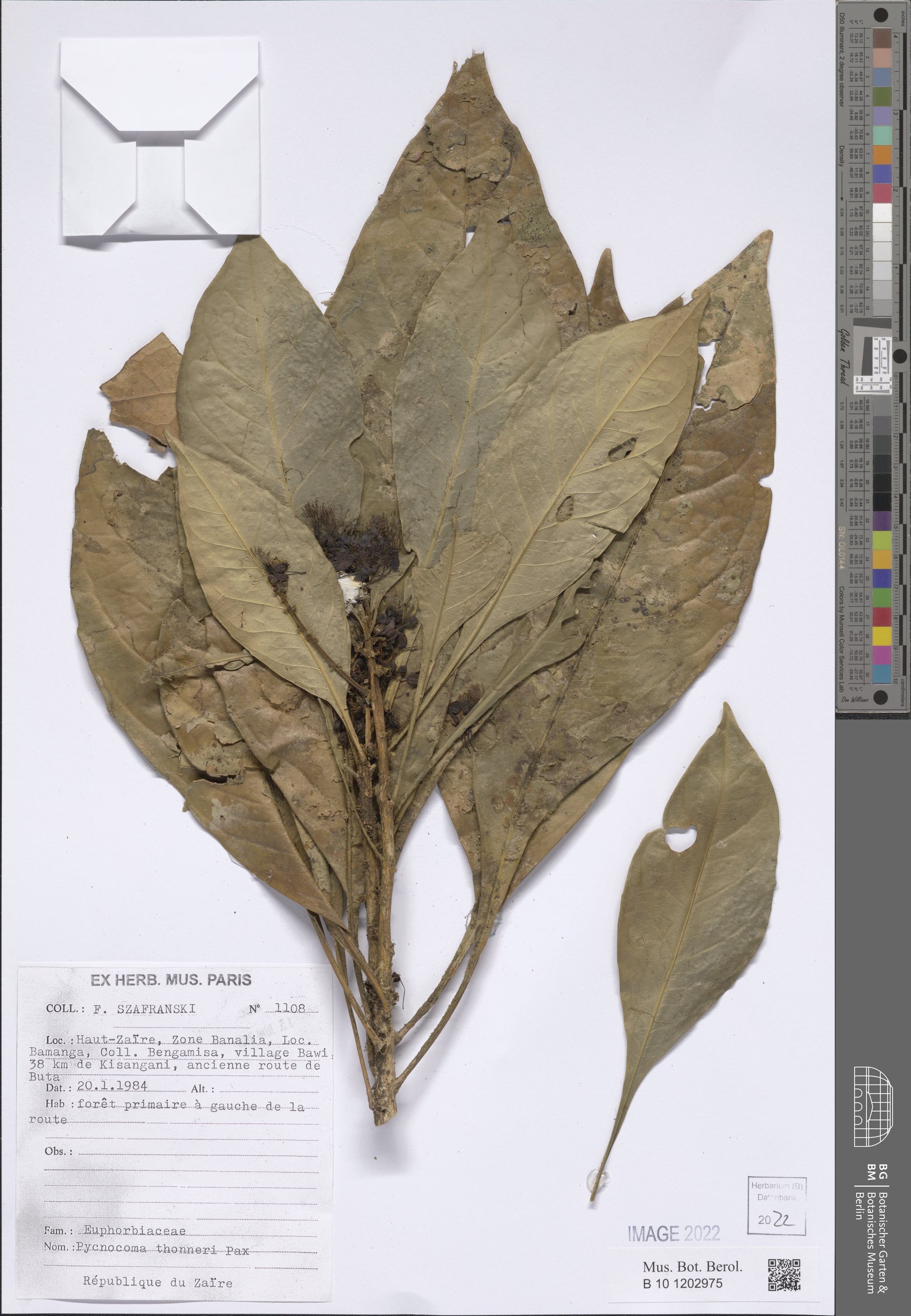 Pycnocoma thonneri