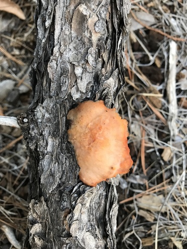 Pycnoporus cinnabarinus — photo