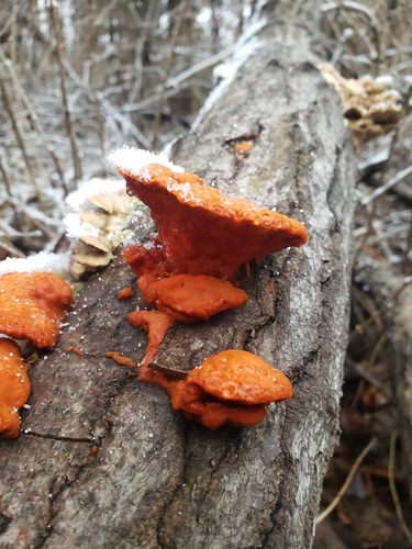 Pycnoporus cinnabarinus — photo