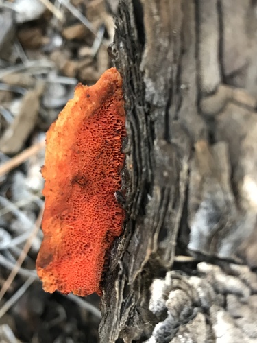 Coriolaceae