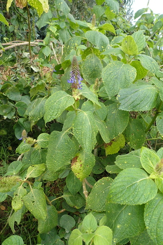 Pycnostachys abyssinica