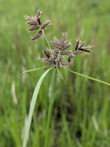 Pycreus nitidus — photo