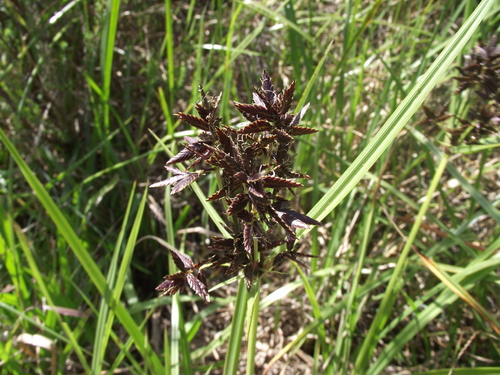 Pycreus nitidus — photo