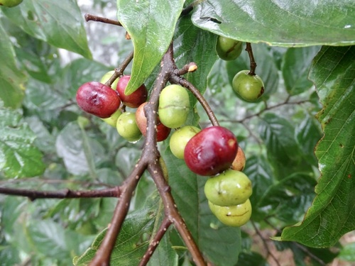 Pygeum arboreum (Xoan dao) — photo