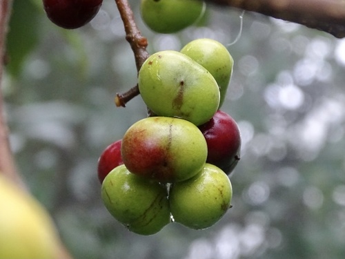 Pygeum arboreum (Xoan dao) — photo