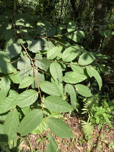 Pygeum arboreum