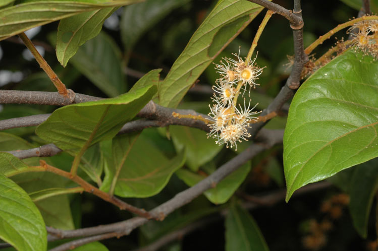 Pygeum turnerianum