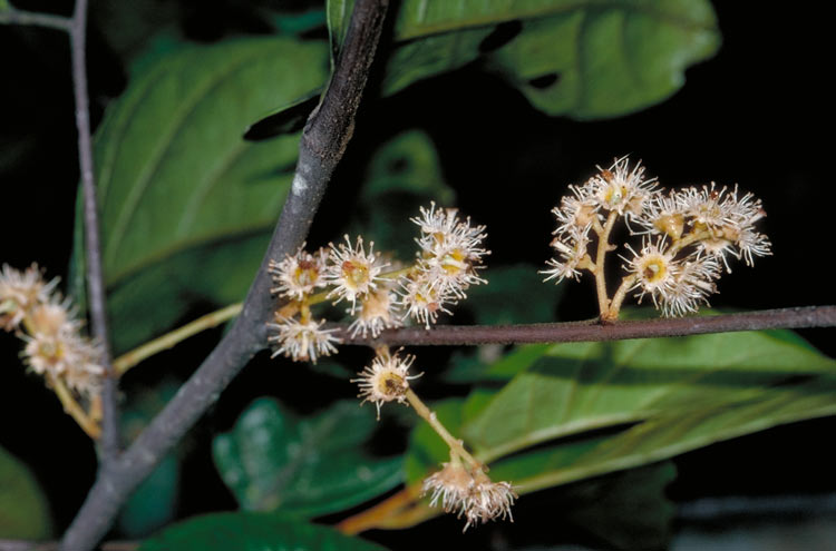 Pygeum turnerianum (Nut tree) — photo
