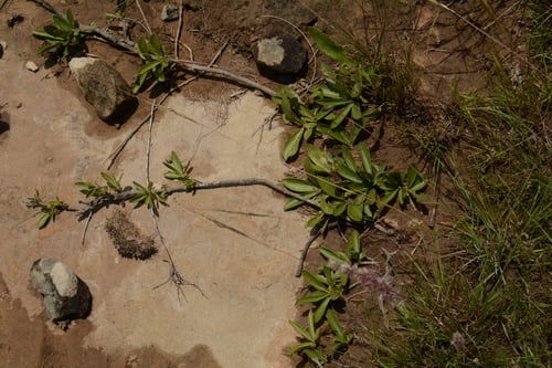 Pygmaeothamnus chamaedendrum