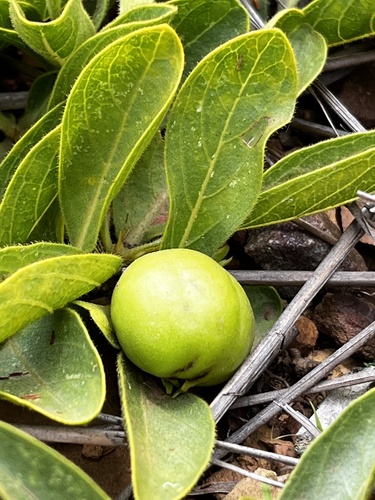 Pygmaeothamnus zeyheri (Sand apple) — photo