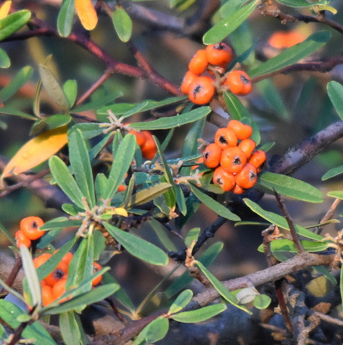 Pyracantha angustifolia (Narrow-leaf Firethorn) — photo