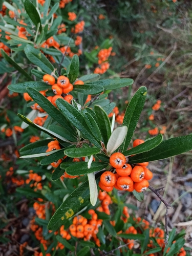 Pyracantha angustifolia (Narrow-leaf Firethorn) — photo