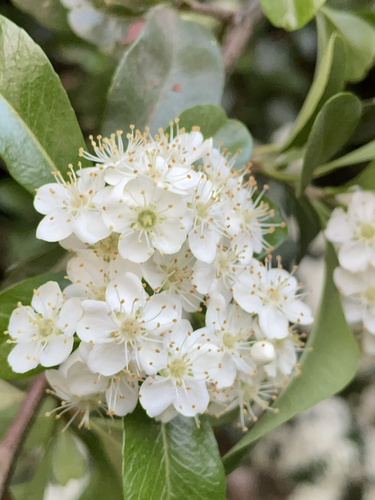 Pyracantha coccinea (Everlasting Thorn) — photo
