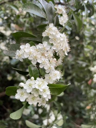 Pyracantha coccinea (Everlasting Thorn) — photo