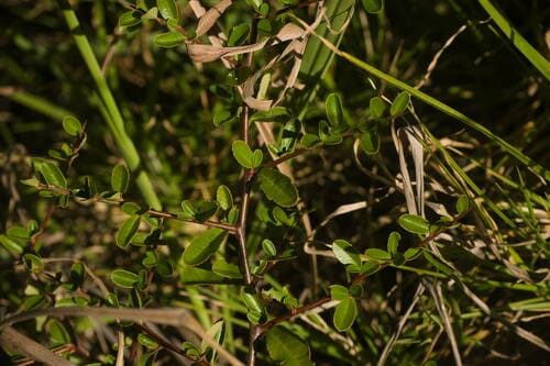Pyracantha crenatoserrata (Chinese Firethorn) — photo
