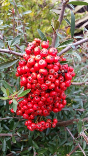 Pyracantha crenatoserrata
