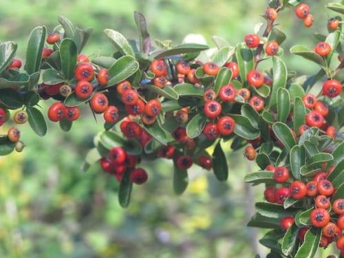 Pyracantha crenulata (Nepal Firethorn) — photo