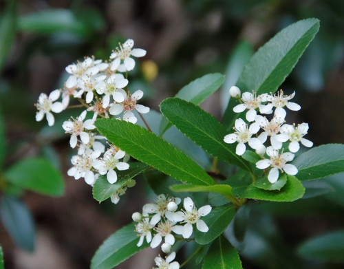 Pyracantha crenulata