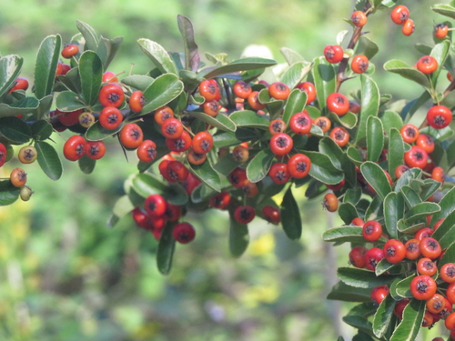 Pyracantha fortuneana (Chinese fire-thorn) — photo