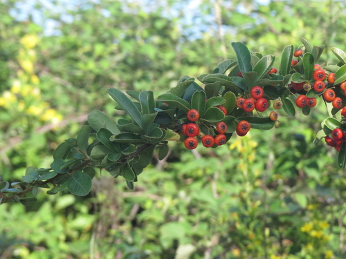 Pyracantha fortuneana (Chinese fire-thorn) — photo