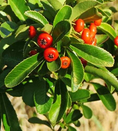 Pyracantha fortuneana