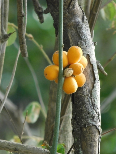 Pyrenacantha kaurabassana