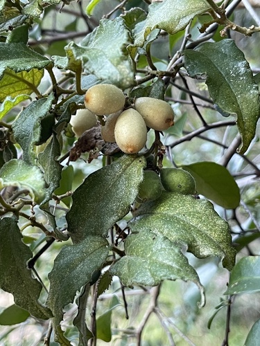 Pyrenacantha scandens